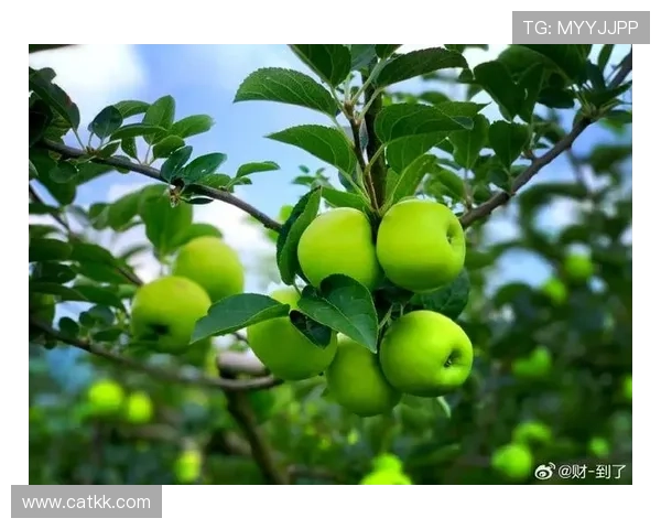 北青平果无缘准入或遭行业追罚